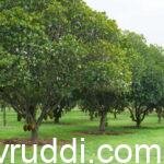 180 ಕ್ಕೂ ಹೆಚ್ಚು ಹಲಸಿನ ತಳಿ ತೋಟ