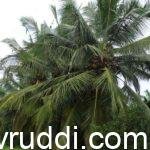 healthy coconut palms