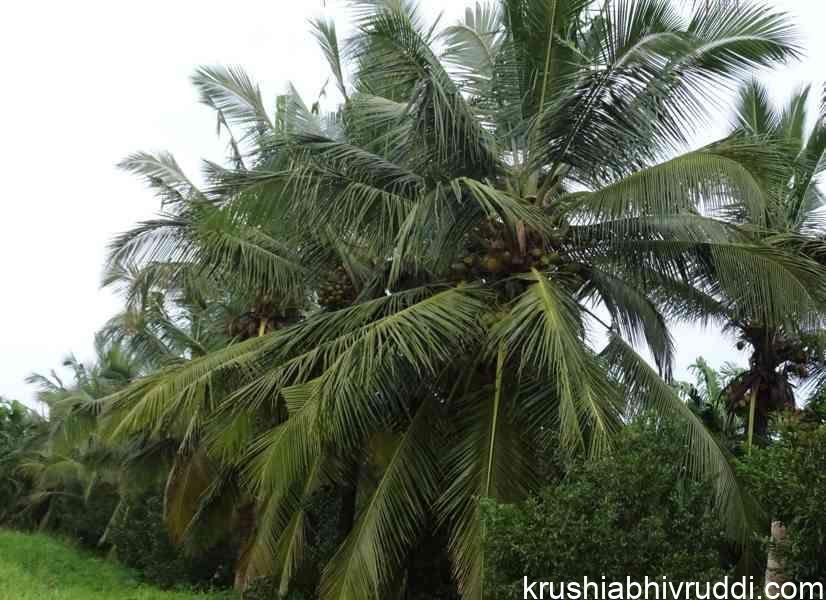 healthy coconut palms