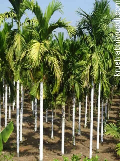 ಉತ್ತರ –ದಕ್ಷಿಣ (ನೈರುತ್ಯ) ಬಿಸಿಲು ಬೀಳುವ ಭಾಗಕ್ಕೆ ಸುಣ್ಣ ಅಗತ್ಯ