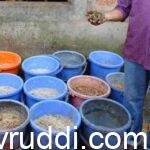 ನಾವೇ ಪಶು ಆಹಾರ ತಯಾರಿಸಿಕೊಂಡ ಹಸು ಸಾಕಾಣಿಕೆ