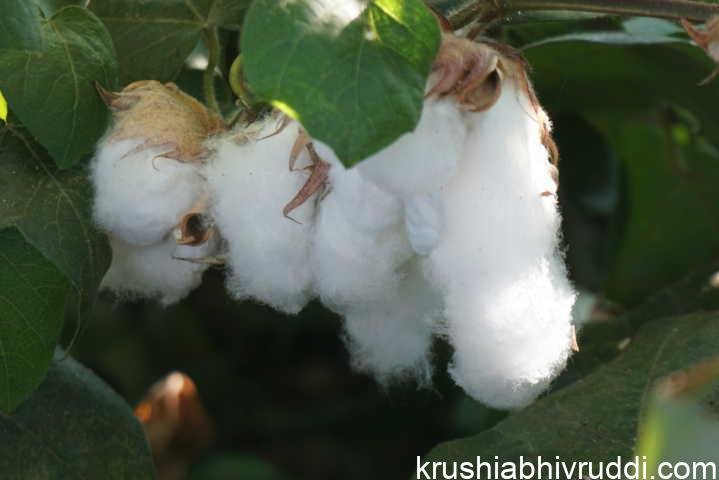 ನಾಟಿ ಹತ್ತಿ
