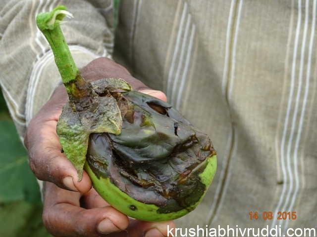 ಬದನೆಯ ಕಾಯಿ ಕೊಳೆತ