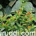 ಸೂಜಿ ಮೆಣಸಿನ ಇಳುವರಿ