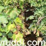 ದ್ರಾಕ್ಷಿ ಬೆಳೆಯ ರೋಗ