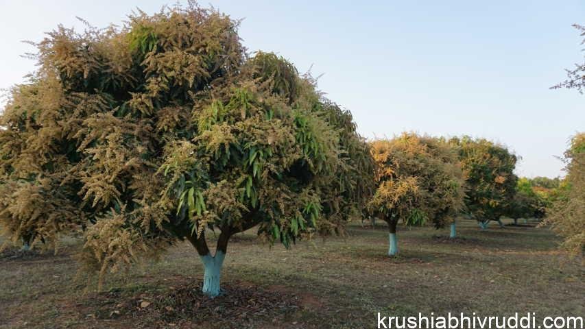 ಹೂವು ಬಿಟ್ಟ ಮಾವಿನ ಮರ
