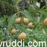 ಜಾಯಿ ಕಾಯಿ ಫಲ