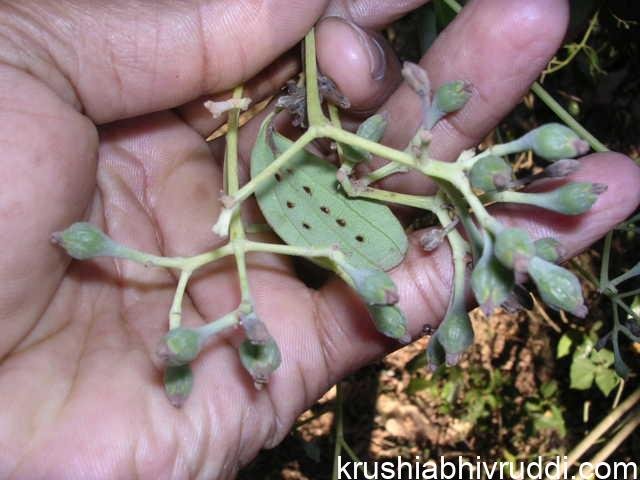 ದಾಳ್ಚಿನಿ ಮೊಗ್ಗು