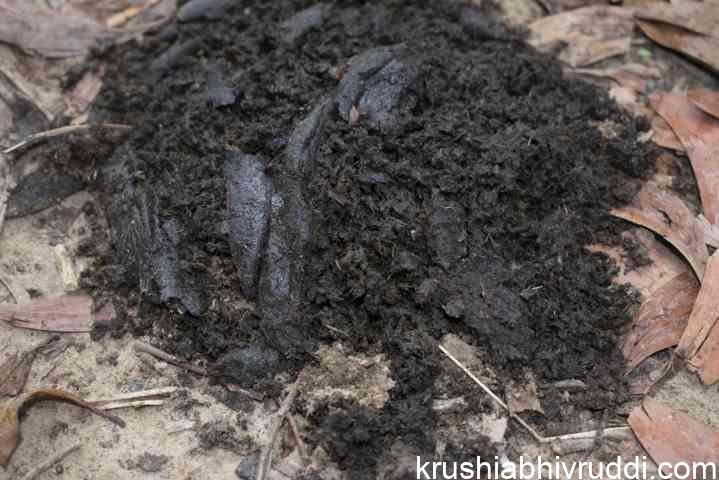 ಸಗಣಿ ಗೊಬ್ಬರ