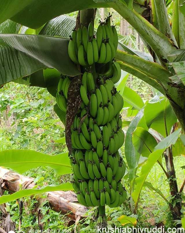 ಗಡ್ದೆಯ ಬಾಳೆ ಗೊನೆ