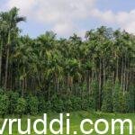 ಮೆಣಸಿನ ಬಳ್ಳಿಯ ವಿಹಂಗಮ ನೊಟ