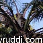 ತೆಂಗಿನ ಮರದ ಸುಳಿ ಕೊಳೆ