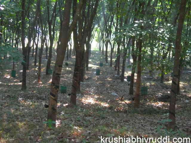 ರಬ್ಬರ್ ತೋಟದಲ್ಲಿ ಜೇನು ಪೆಟ್ಟಿಗೆ