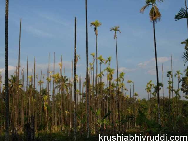 ಬೇರು ಹುಳ ಪೀಡಿತ ಅಡಿಕೆ ತೋಟ