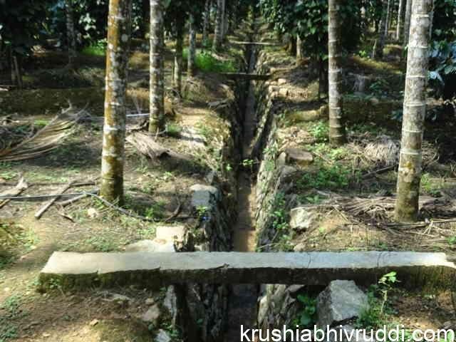ಅಡಿಕೆ ತೋಟದಲ್ಲಿ ಬಸಿಗಾಲುವೆ ಈ ರೀತಿ ಇರಬೇಕು