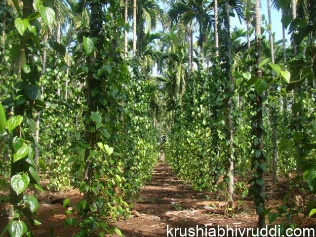 ಅಡಿಕೆ ಮರದಲ್ಲಿ ವೀಳ್ಯದೆಲೆ ಮಿಶ್ರ ಬೆಳೆ