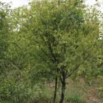 ನೆಟ್ಟು ಬೆಳೆಸಿದ ಶ್ರೀಗಂಧ
