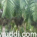 ಎಲೆ ಮತ್ತು ಹೂಗೊಂಚಲಿಗೆ ಸಿಂಪರಣೆ ಮಾಡಿಡ ಅಡಿಕೆ