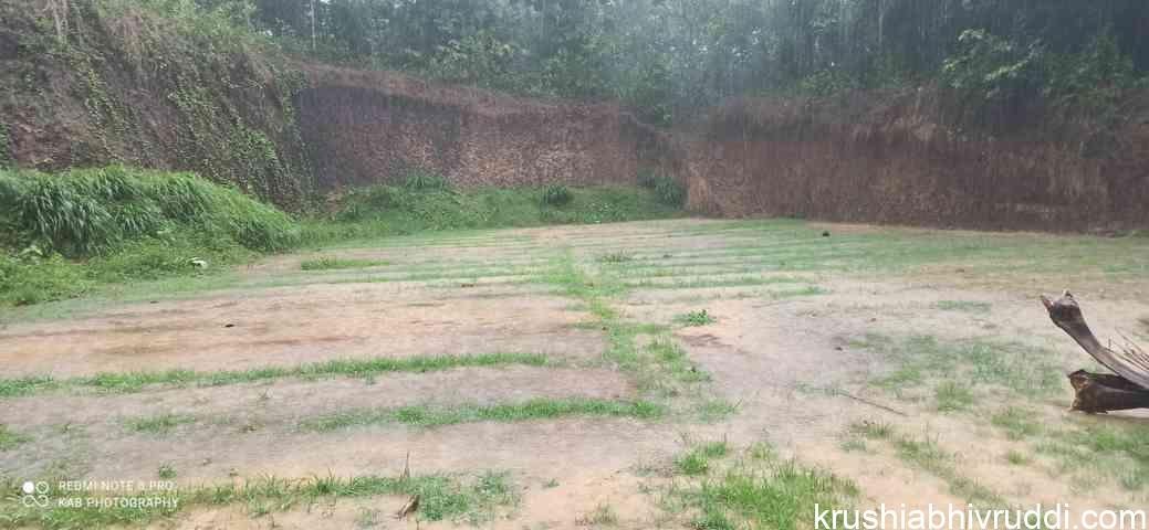 rain water