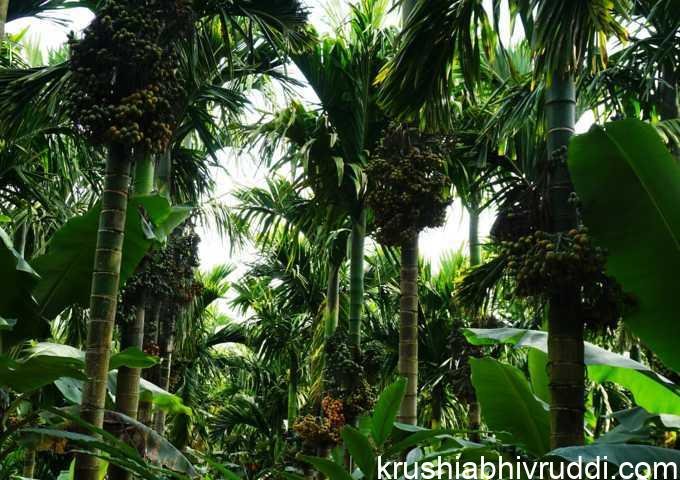 ಉತ್ತಮ ಇಳುವರಿ ಅಡಿಕೆ