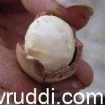 ಈ ಬೀಜಕ್ಕೆ ಬಾರೀ ಬೆಲೆಯಂತೆ- ನಮ್ಮಲ್ಲೂ ಬೆಳೆಯುತ್ತದೆ.