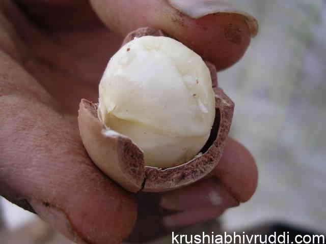 ಈ ಬೀಜಕ್ಕೆ ಬಾರೀ ಬೆಲೆಯಂತೆ- ನಮ್ಮಲ್ಲೂ ಬೆಳೆಯುತ್ತದೆ.