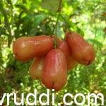 rose apple red