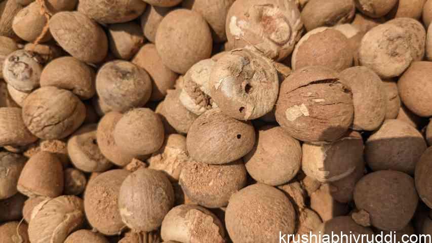 ಅಡಿಕೆ ಯಾಕೆ ಸುರಿ ಬೀಳುತ್ತದೆ