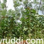 stump planted teak