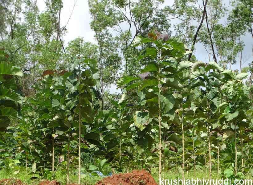 stump planted teak
