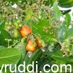 ಮೈದಾನ ಪ್ರದೇಶಕ್ಕೆ ಹೊಂದುವ ನೀರಾವರಿ ಬೇಕಾಗದ ಗೋಡಂಬಿ ತಳಿಗಳು.