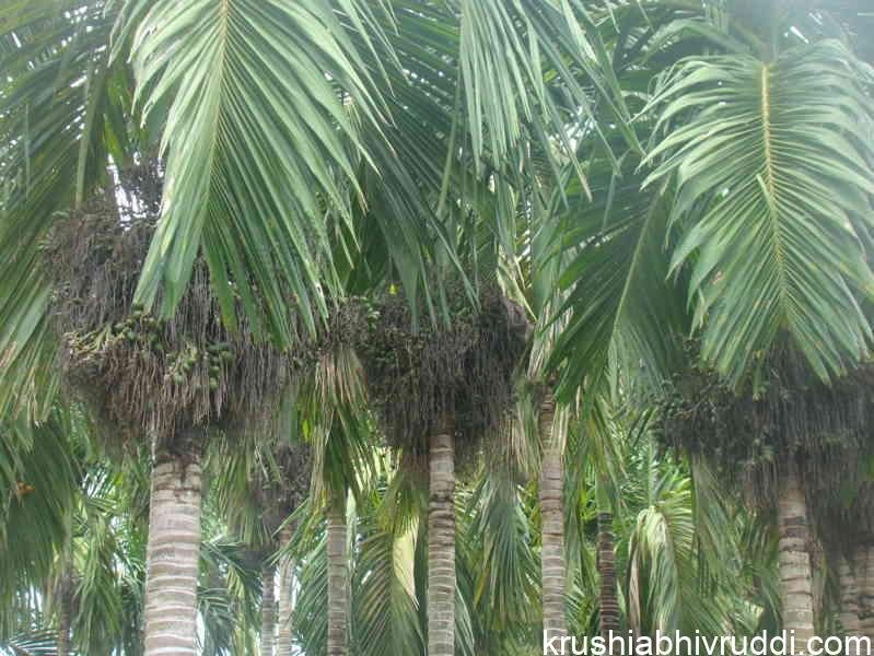 Areca yield