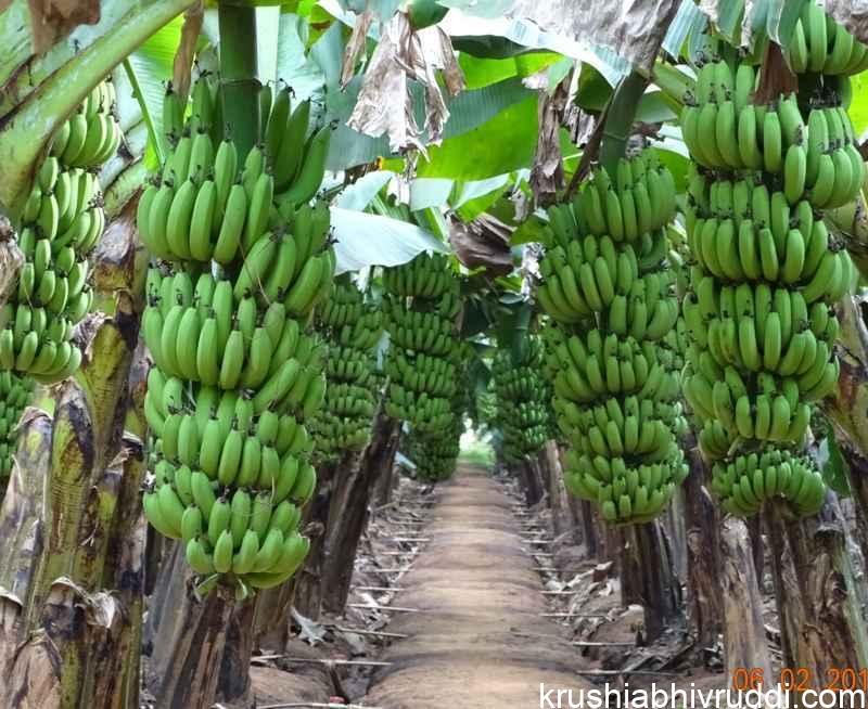ಇಂತಹ ಬೆಳೆ ಬೆಳೆಯುವಾಗ ರಾಸಾಯನಿಕ ಪೊಷಕಗಳು ಬೇಕಾಗುತ್ತದೆ.
