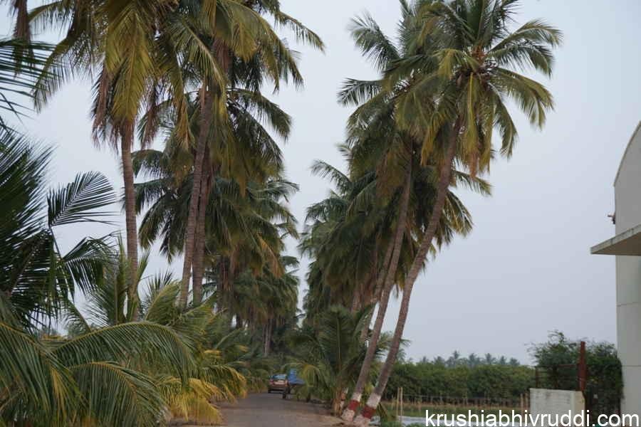 coconut in close dense