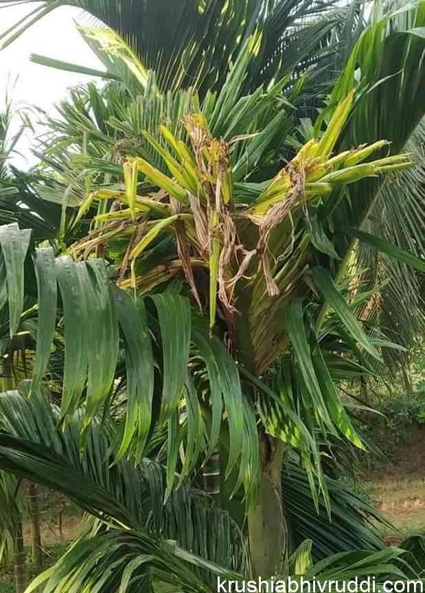 ಸುಳಿ ಕೊಳೆಗೆ ತುತ್ತಾದ ಅಡಿಕೆ ಸಸಿ