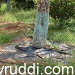 mulching for water saving