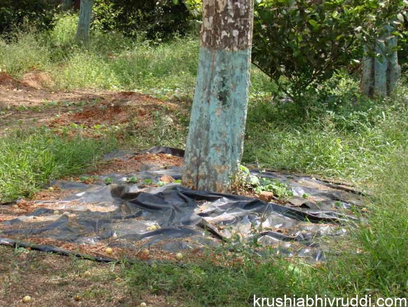 mulching for water saving