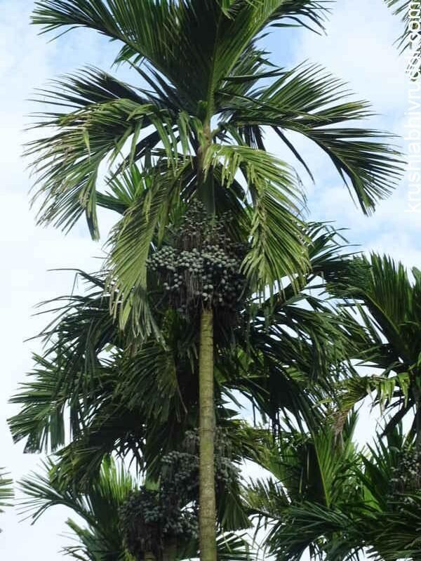 ಸಮತೋಲನ ಗೊಬ್ಬರ ಕೊಟ್ಟ ಮರದ ಲಕ್ಷಣ