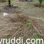 ಕಳೆನಾಶಕ ಬಳಸಿ ಸಾಯಿಸಿದ ಹುಲ್ಲು