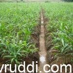 ಶುಂಠಿ ಹೊಲ