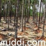 areca garden with out tilling