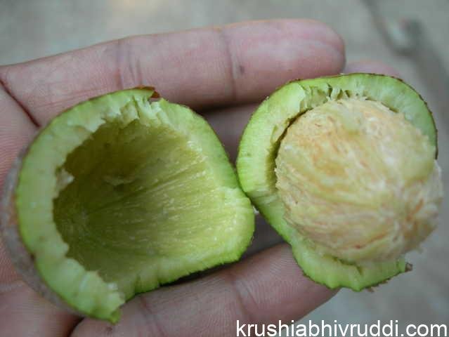 ಆಮಟೆ ಕಾಯಿ ಒಡೆದದ್ದು