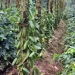 ಹೊಸತಾಗಿ ತೋಟ ಮಾಡುತ್ತೀರಾ