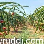 Dragon fruit