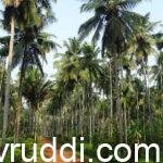 ಚೆನ್ನಾಗಿ ಬಿಸಿಲು ಪಡೆಯುವ ತೆಂಗಿನ ಮರಗಳು.