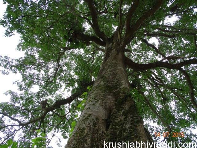 ಗಗನ ಚುಂಬಿ ಮದ್ದಾಲೆ ಮರ