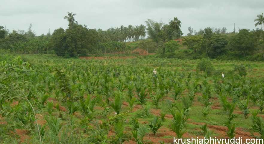 ಅಡಿಕೆ ಸಸಿ ನೆಡುವ ಕ್ರಮ