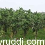 areca nut plants