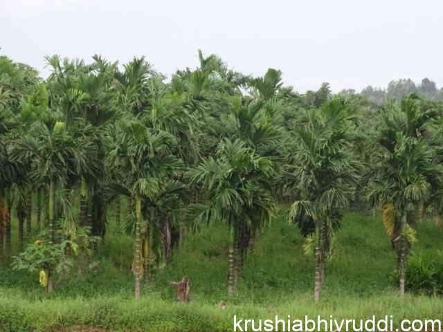 areca nut plants
