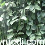 ರೋಗ ಸೋಂಕು ರಹಿತ ಬಳ್ಳಿ